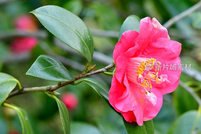 茶花/日本茶花